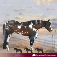 Horse Color:White Spotted Brown