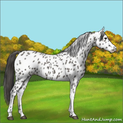 Horse Color:Grullo Tobiano Appaloosa 