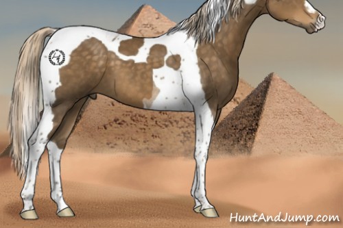 Horse Color:Chocolate Palomino Tobiano