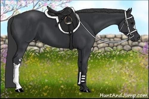 Horse Color:Black and Black