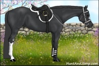 Horse Color:Black and Black
