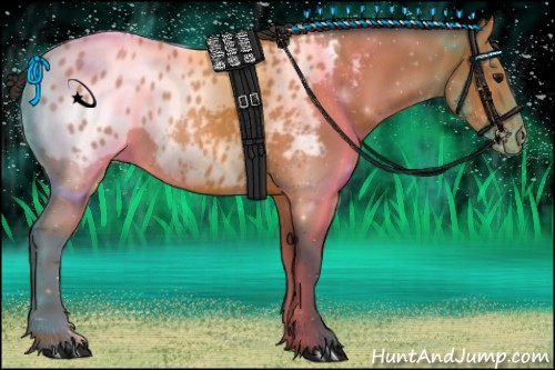 Horse Color:Bay Appaloosa 