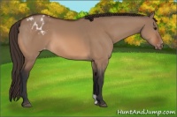 Horse Color:Brown Dun Appaloosa 