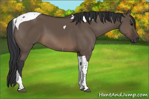 Horse Color:Brown Dun Tobiano 