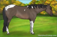 Horse Color:Brown Dun Tobiano 