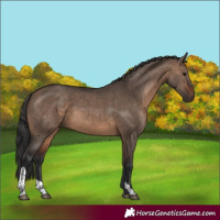 Horse Color:Brown Dun Tobiano 