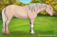 Horse Color:Silver Amber Champagne Roan Tobiano 