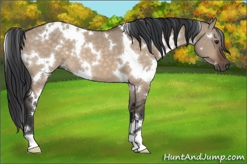 Horse Color:White Spotted Brown Dun 
