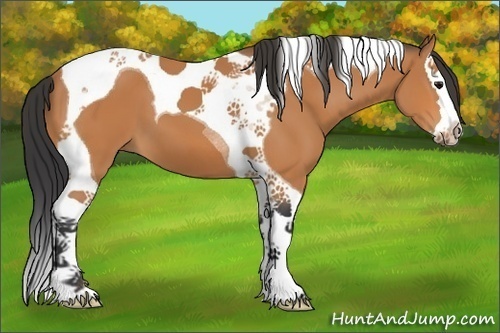 Horse Color:Bay Splash Tobiano 