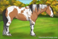 Horse Color:Bay Splash Tobiano 