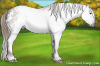 Horse Color:Gray White Spotted Chestnut 