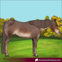 Horse Color:Liver Chestnut Varnish 