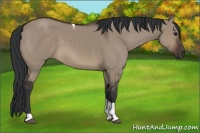 Horse Color:Brown Dun Tobiano 
