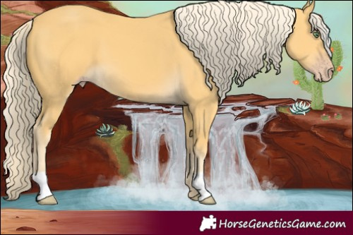 Horse Color:Gold Cream Champagne 