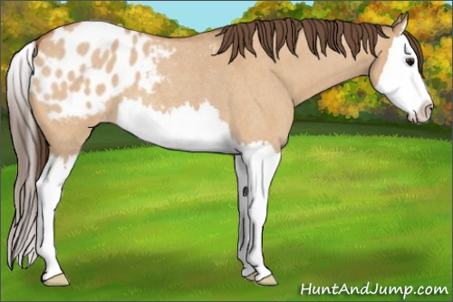Horse Color:Bay Roan Dun Splash Appaloosa 