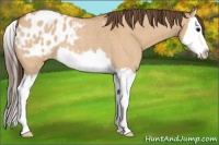 Horse Color:Bay Roan Dun Splash Appaloosa