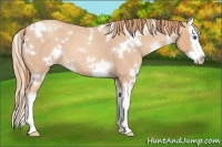 Horse Color:White Spotted Gold Champagne Roan Splash 
