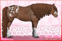 Horse Color:Chestnut Appaloosa 