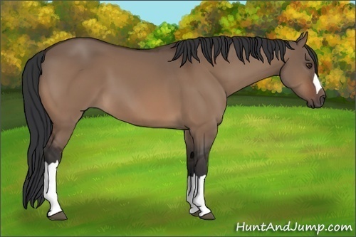 Horse Color:Brown Dun 