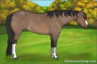 Horse Color:Brown Dun 
