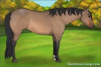 Horse Color:Bay Dun
