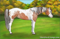 Horse Color:Bay Splash Tobiano Appaloosa  and Bay Splash Tobiano Appaloosa 