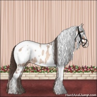Horse Color:Sable Champagne Roan Appaloosa  and Sable Champagne Roan Appaloosa 