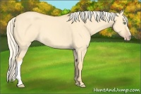Horse Color:Gold Cream Champagne Dun