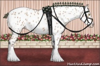 Horse Color:Amber Champagne Appaloosa and Amber Champagne Appaloosa