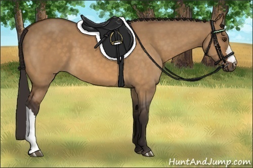 Horse Color:Buckskin Dun 