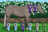 Horse Color:Silver Grullo 