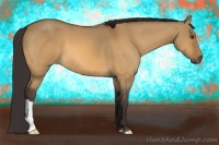 Horse Color:Buckskin Dun 