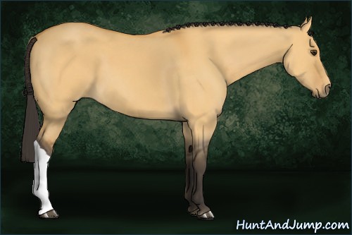 Horse Color:Buckskin Dun 