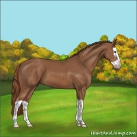 Horse Color:Chestnut Splash 