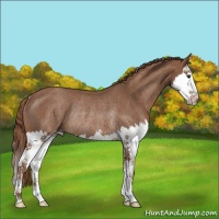Horse Color:Red Roan Splash Rabicano