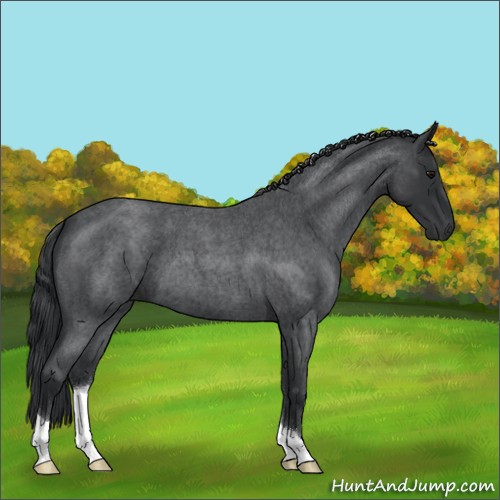 Horse Color:Blue Roan 