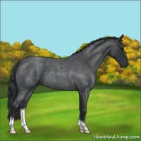 Horse Color:Blue Roan 