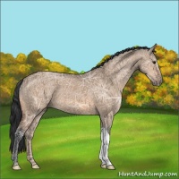 Horse Color:Bay Ice Dun 