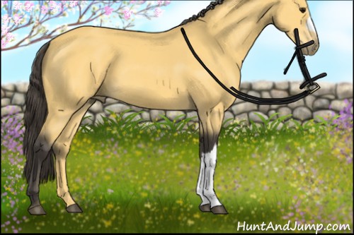 Horse Color:Buckskin 