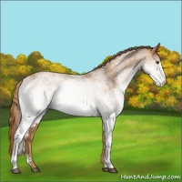 Horse Color:White Spotted Chestnut 