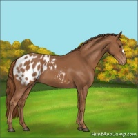 Horse Color:Chestnut Appaloosa 
