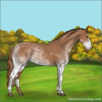 Horse Color:White Spotted Chestnut 