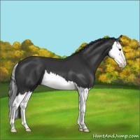 Horse Color:Black Splash 