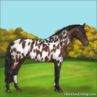 Horse Color:Brown Appaloosa 
