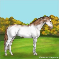 Horse Color:White Spotted Chestnut Splash Frame