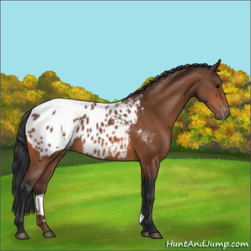 Horse Color:Bay Appaloosa 