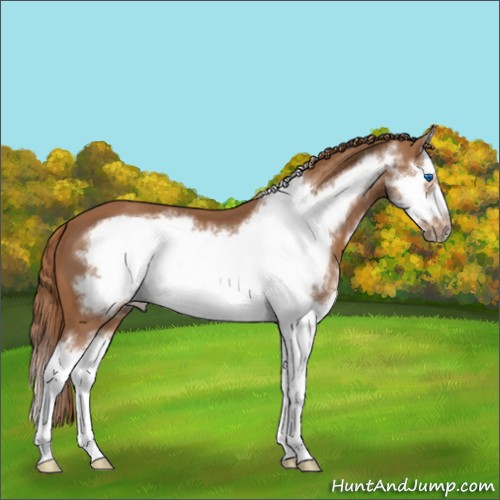 Horse Color:Chestnut Splash Frame 