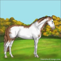 Horse Color:Chestnut Splash Frame 