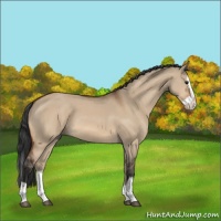 Horse Color:Bay Dun Splash 