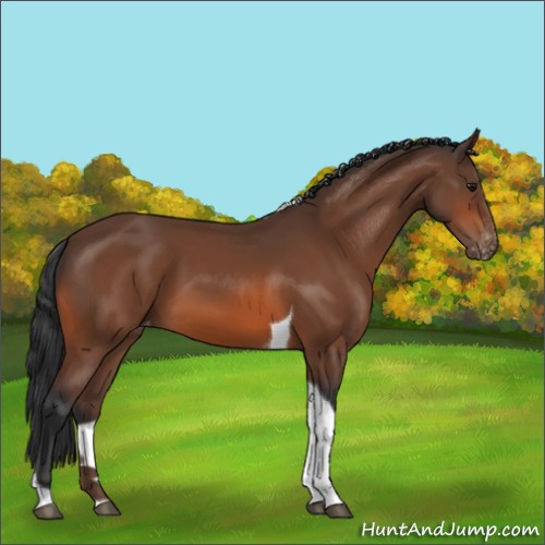 Horse Color:Bay Tobiano Appaloosa 